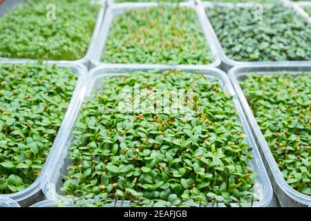 Urban microgreen farm. Eco-friendly small business. Baby leaves, phytolamp. Stock Photo