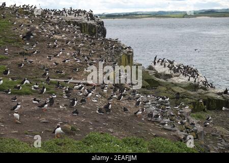 Puffins (Fratercula arctica) and Guillemots (Uria aalge) nesting, Northumberland coast in the background, England, UK. Stock Photo