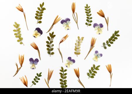 Natural dried flowers pattern on white bakground Stock Photo