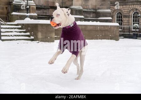 A dog wearing a jumper is jumping to catch a ball in the snow Stock Photo