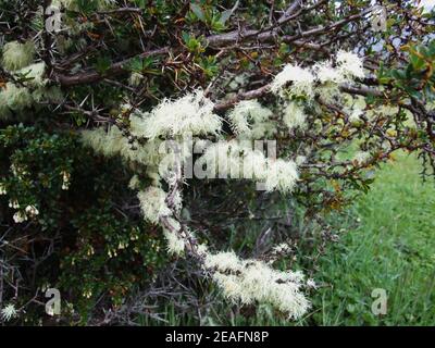 Lichen on branches in Tierra del Fuego National Park, Argentina  Stock Photo