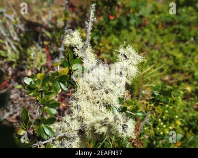 Lichen on branches in Tierra del Fuego National Park, Argentina  Stock Photo