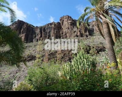 Rocky landscape of barranco de los palmitos with cacti, plam trees and exotic plants. Gran Canaria, Canary Islands, Spain. Sunny day blue sky Stock Photo