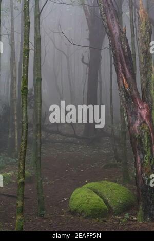 Enchanted forest with trees and rocks covered with moss Stock Photo - Alamy