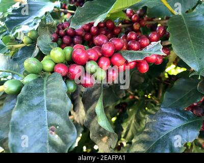 MINAS GERAIS, BRAZIL: Coffee bean on coffee tree in cafe plantation Stock Photo