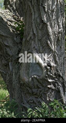 Inverted heart shape in the trunk of a crack willow tree Stock Photo