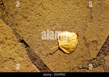 Old dry birch tree leaf on the wild stone floor outdoor. Top view Stock Photo