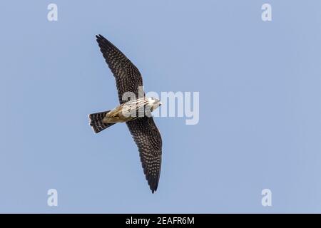 Eurasian Hobby, Falco subbuteo, juvenile bird hunting for flying insects, Suffolk, United Kingdom, 25 September 2011 Stock Photo