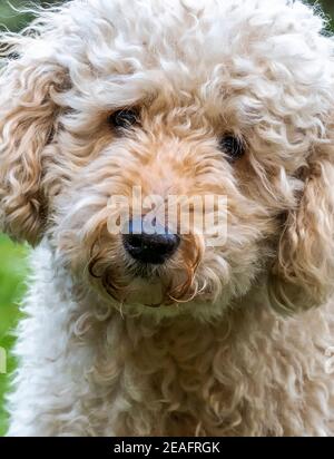 Very cute but sad looking beige Labradoodle dog looking directly at the camera Stock Photo