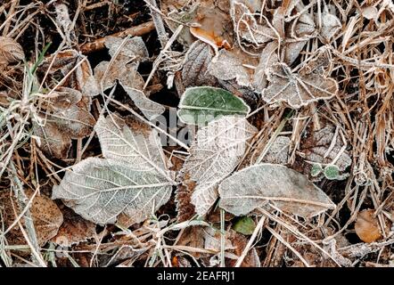 Frosty brown dead leaves on the ground Stock Photo