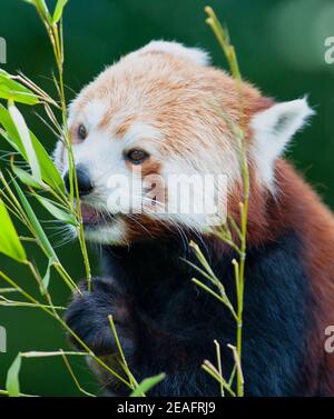 Gorgeous Red Panda (Ailurus fulgens) munching on Bamboo leaves Stock Photo