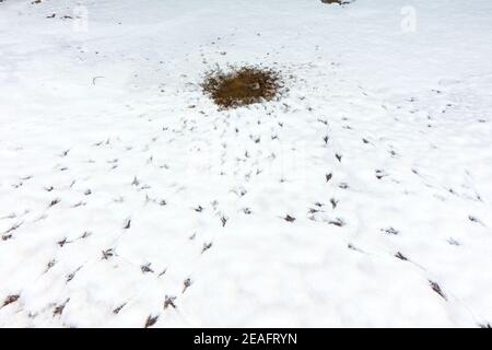 Signs of birds feeding and drinking around a melted patch of snow as evidenced by footprints and tracks in the wintery conditions Stock Photo
