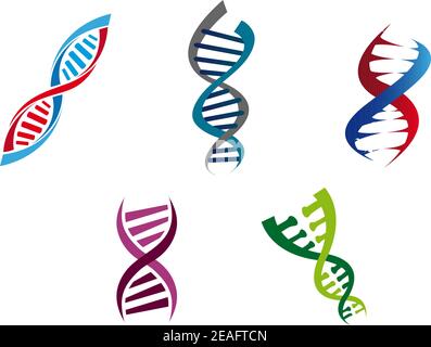 Cartoon illustration of colourful DNA strands with their coiled helical structure of genetic nucleotides , five different variants Stock Vector