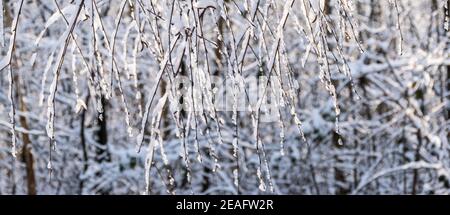 Hanging tree twigs with frozen snow. Stock Photo