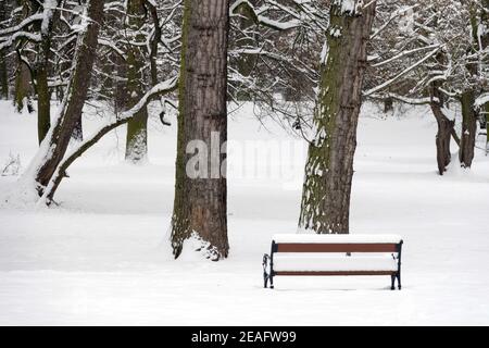 City park bench snow covered under trees, bench park empty Stock Photo