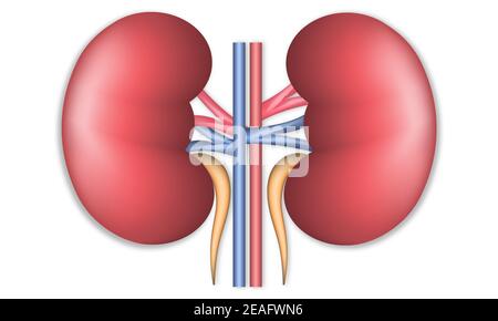Realistic human kidney. Front view illustration isolated on white background Stock Vector