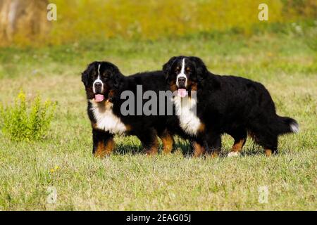 Two cute Bouvier Bernese mountain dogs on a meadow Stock Photo