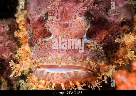 Close up of a Bearded Scorpionfish (Scorpaenopsis barbata) on a coral reef in Myanmar (Mergui Archipelago) Stock Photo