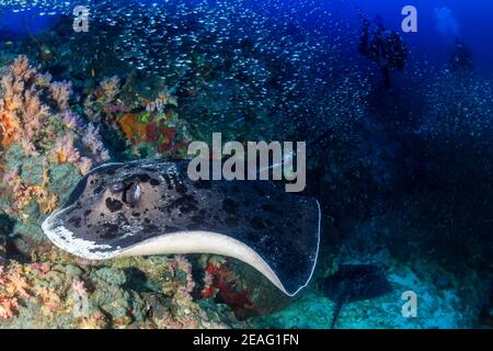 Huge Marble Ray on a tropical coral reef with background SCUBA divers. Stock Photo