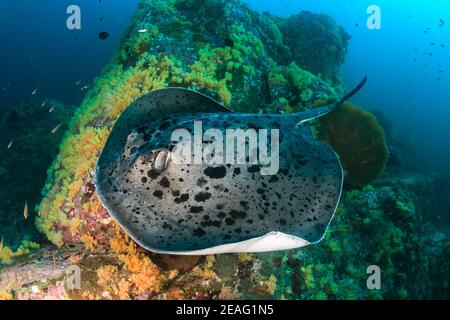 Huge Marble Ray (Taeniura meyeni)) on a colorful tropical coral reef in the Andaman Sea Stock Photo