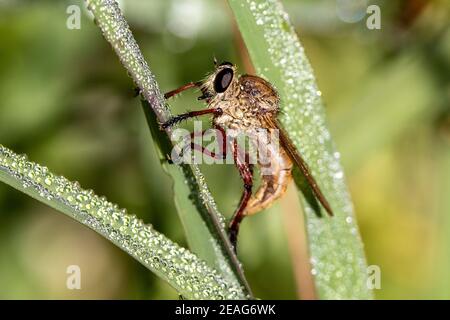 Robber Fly resting on dew covered grass Stock Photo