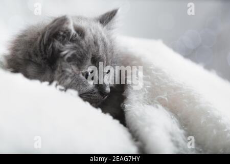 Flaffy gray kitten lying resting. Cat kid mammal animal pet with interested facial face look side on copy space. Small grey kitten at home onwhite Stock Photo