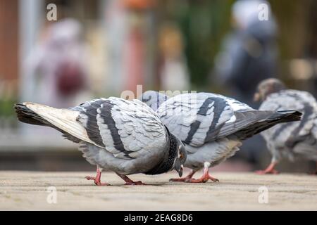 Closeup of gray pigeons birds walking on a city street searching food. Stock Photo
