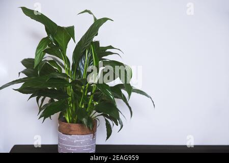clean interior with stand and peace lily plant on empty white wall background for text Stock Photo