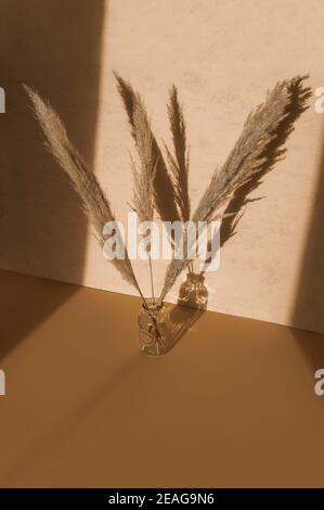 Dry pampas grass in stylish glass vase. Shadows on the wall. Silhouette in sun light. Bohoo life concept Stock Photo
