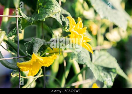 Small cucumbers in the garden. Blooming with yellow flowers, cucumber plant are tied in the garden farm. Green fresh juicy cucumbers Stock Photo