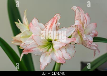 Hippeastrum Amaryllis Aphrodite double flowering close up  Stock Photo