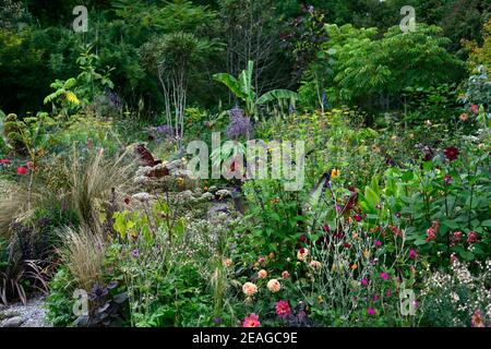 linaria peachy,lychinis coronaria gardeners world,Crocosmia walberton red,crocosmia lucifer,salvia fulgens,salvia amistad,lilium red velvet,ensete ven Stock Photo