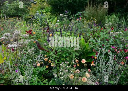 linaria peachy,lychinis coronaria gardeners world,salvia fulgens,salvia amistad,lilium red velvet,ensete ventricosum maurelii,dahlia,dahlias,leaves,fo Stock Photo