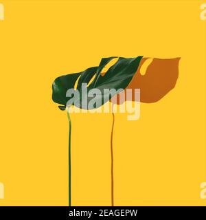 Green tropical leaf  Monster  arranged against bright  yellow background. Sunny day shadows. Minimal creative nature concept. Stock Photo