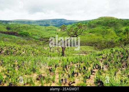 Vegetation of the Brazilian Cerrado on the hills of Capitólio, Minas Gerais state. Canela de Ema plants, native plant of Cerrado. Stock Photo