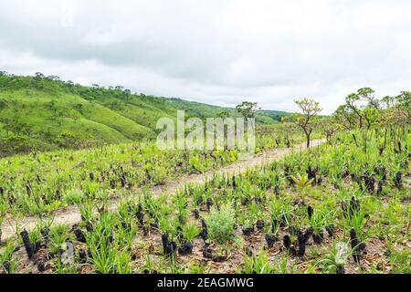 Vegetation of the Brazilian Cerrado on the hills of Capitólio, Minas Gerais state. Canela de Ema plants, native plant of Cerrado. Stock Photo