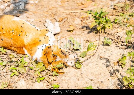 Closeup shot of a dead rotten dog on a field ground with flies Stock Photo