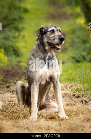 Portrait of Irish Wolfhound, sitting in hay, looking to the side, outdoors.