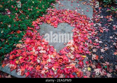 Heart shape created from red and orange autumn maple leaves. Asphalt surface in middle. Empty place for positive text, quote or sayings. Top view. Stock Photo