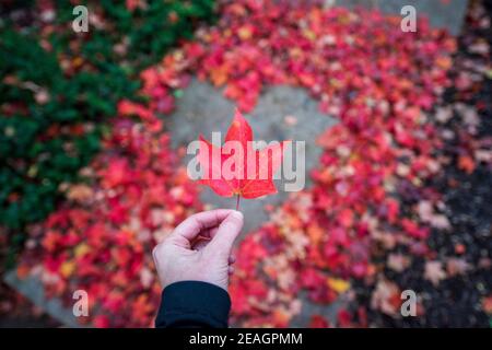 Young woman holding single red maple leaf standing in heart shape created from red and orange autumn maple leaves. Asphalt surface in middle. Empty pl