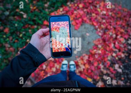 Young woman's taking cell phone photo of her legs and feet standing in heart shape created from red and orange autumn maple leaves. Asphalt surface in Stock Photo