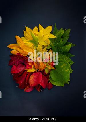 Autumn leaves in a range of colors including red, orange, yellow, green, and brown arranged in one pile on a black  background.