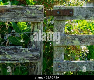 dilapidated post and rail fence and gate covered in moss and lichens with a rusty iron hinge in an overgrown field. Stock Photo