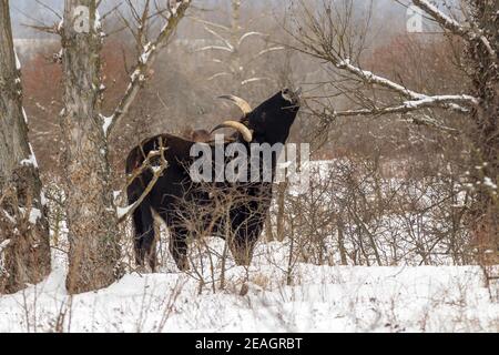 Wild Aurochs looking for food in a snowy landscape. A herd of black cows in the winter steppe near Milovice. Stock Photo