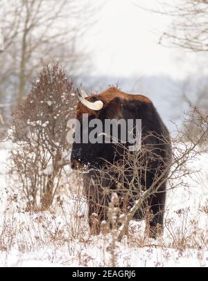 Wild Aurochs looking for food in a snowy landscape. A herd of black cows in the winter steppe near Milovice. Stock Photo