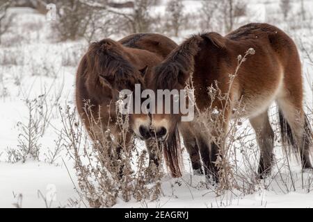 Exmoor ponies, wild horses looking for food in a snowy landscape. Exmoor ponies in the winter steppe near Milovice. Stock Photo