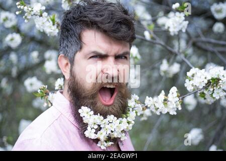 Spring man in cherry blossom. Screaming bearded brutal man and looking at the camera, goal, winner, celebrating. Face expression. Crazy man with beard Stock Photo
