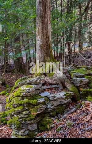 Tree growing a boulder in Carter Caves State Park in Kentucky Stock Photo