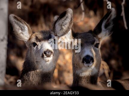 Small herd of mule deer in the Pike National Forest Stock Photo