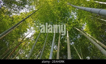 Trunks of Bamboo Forest Arashiyama in Kyoto, Japan Stock Photo